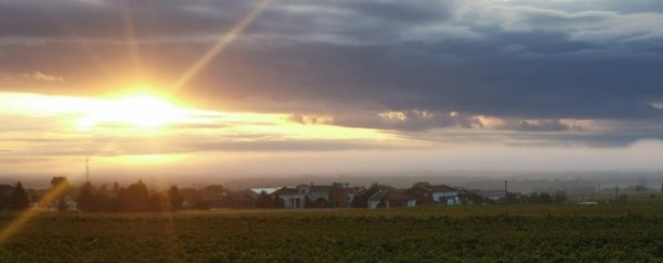 Sonnenaufgang über den Weinreben in Villány im Süden Ungarns